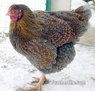 ColdBlue-LacedRedPullet.jpg