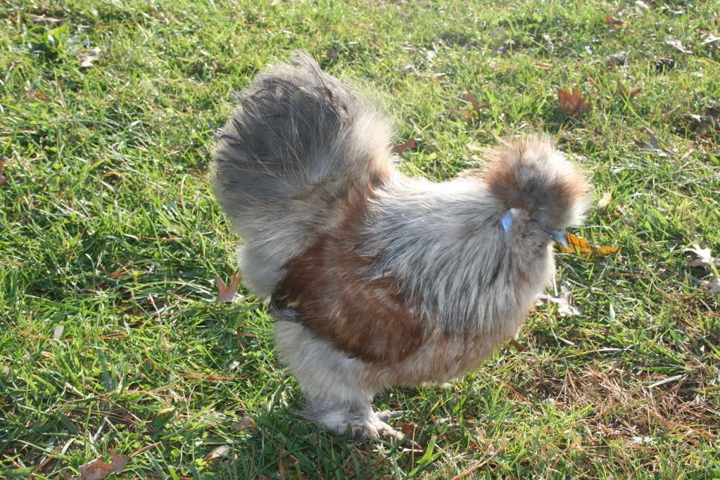 birds09083.jpg