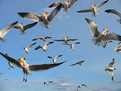 flock-of-flying-pigs1.jpg
