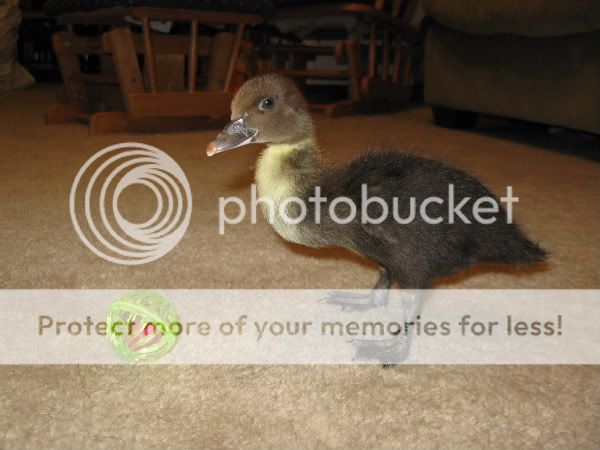 duck2.jpg