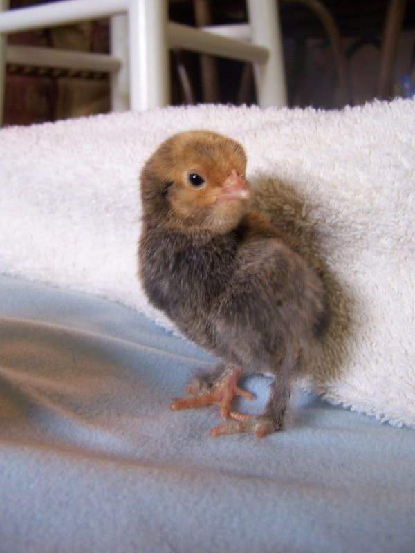 lastarrivalofspring09chicks031.jpg