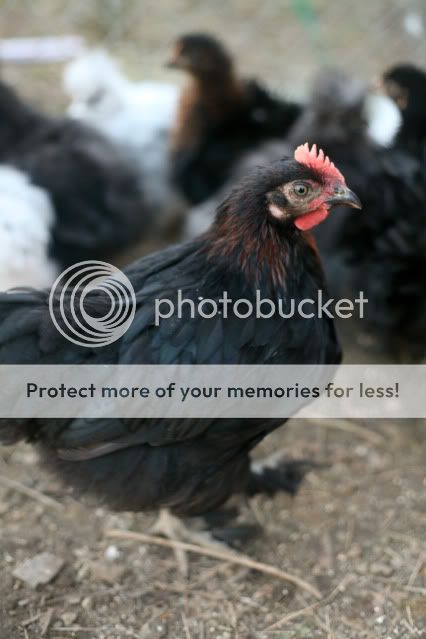 02-10Chickens0007.jpg