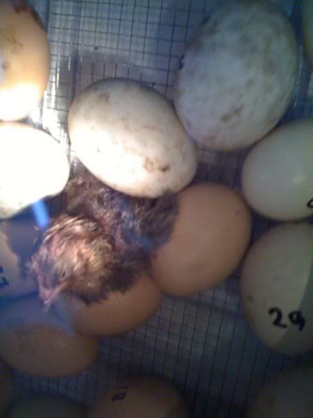 Hatchedchick4.jpg
