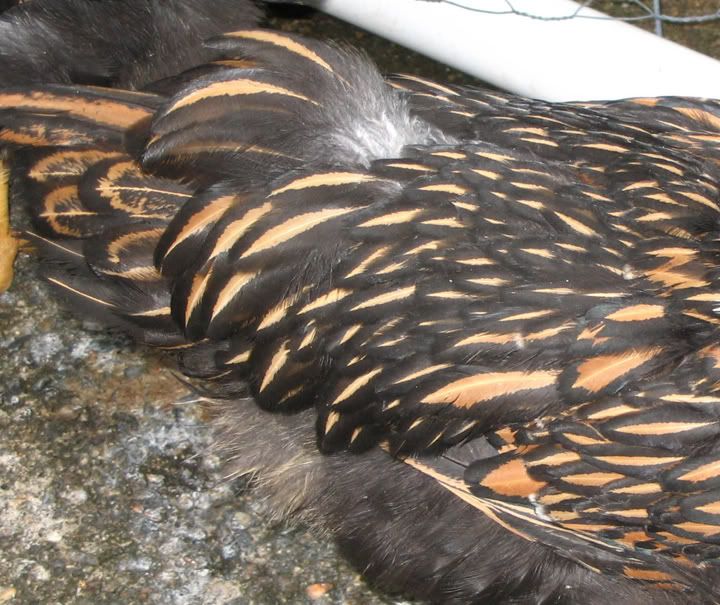 BettyWhiteTail.jpg