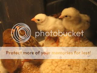 IMG_1619.jpg