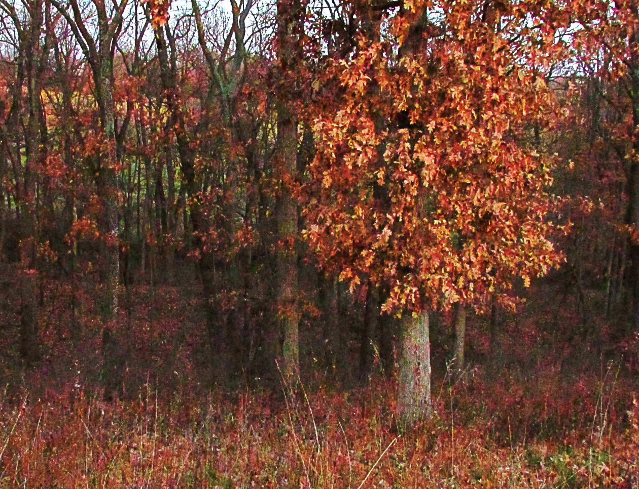 eastwoods.JPG