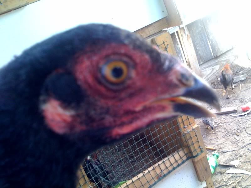 rajahpullet2.jpg