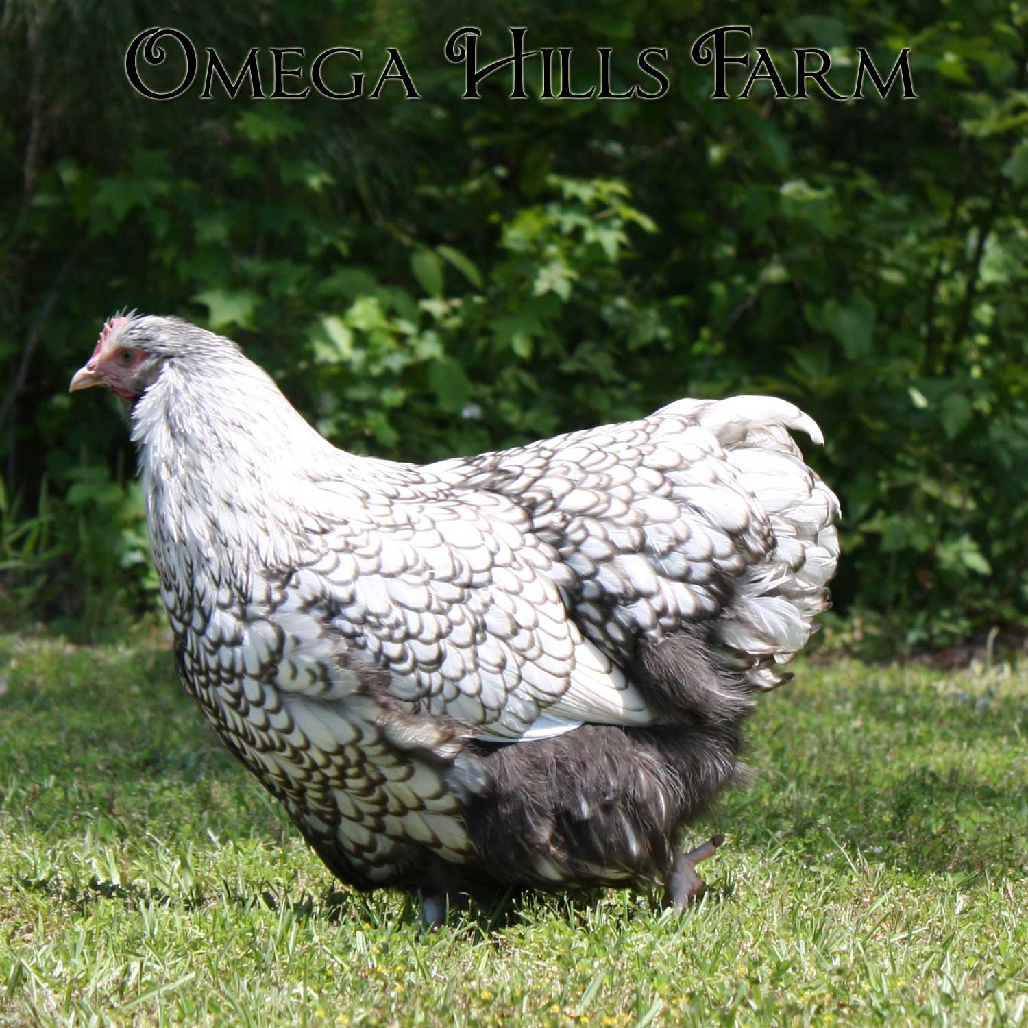 silver-laced-orpington-hen-2.jpg