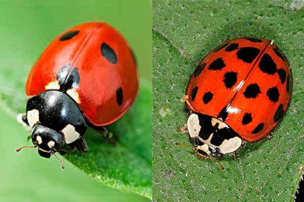 Ladybug-vs.-Asian-Beetle%EF%BB%BF.jpg