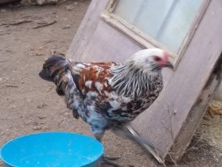 roosters012.jpg