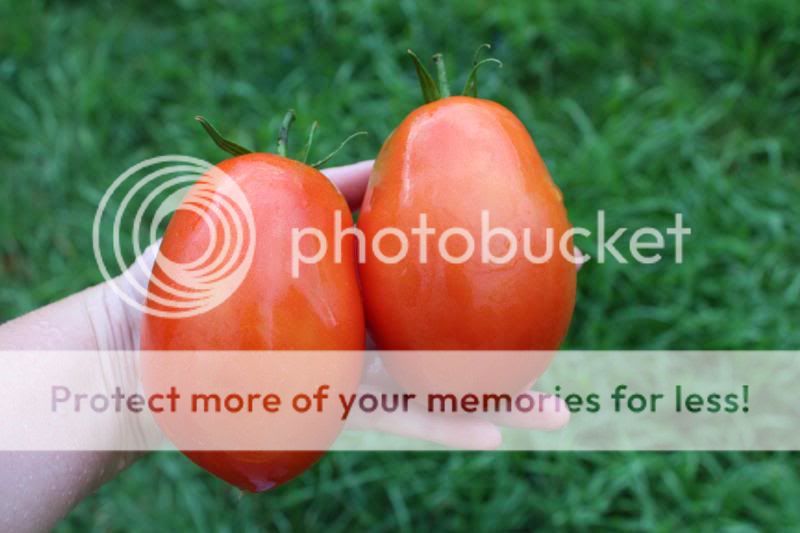 BurpeeSupersauce2_zps83b3e3bc.jpg