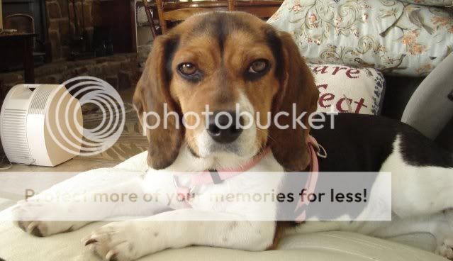 beagle_0071.jpg