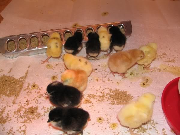 chicks3600.jpg