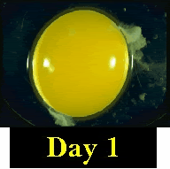 CHICKDEVELOPMENTGIF.gif