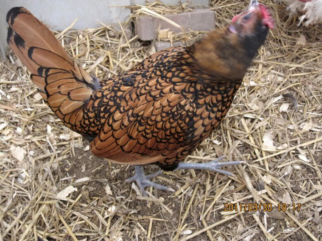 chickensatmoms052.jpg