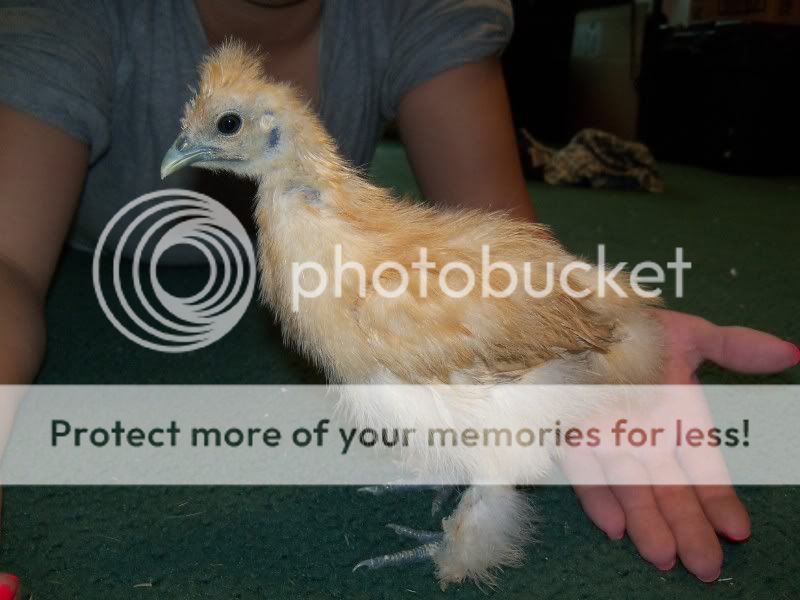 5weekchick013.jpg