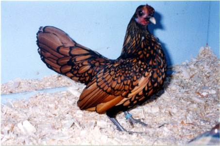 GoldenSebrightBantamfemale.jpg