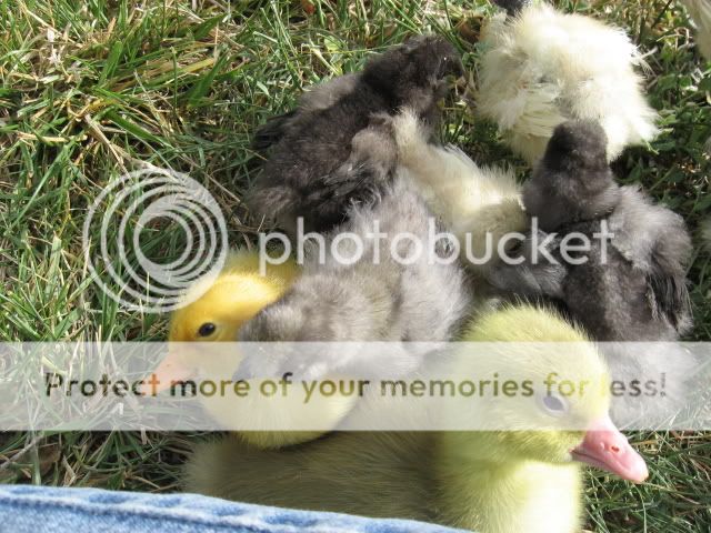 chickfieldtrip069.jpg