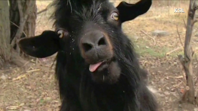goat.jpg