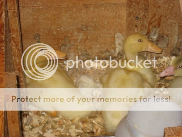 ducksandgeese001.jpg