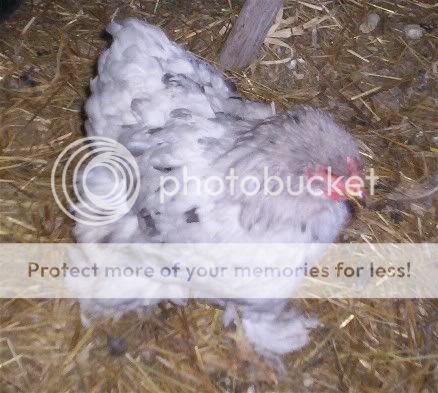 Rougesplashpullet7mths.jpg