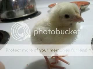 2011-04-30_17-26-58_265.jpg