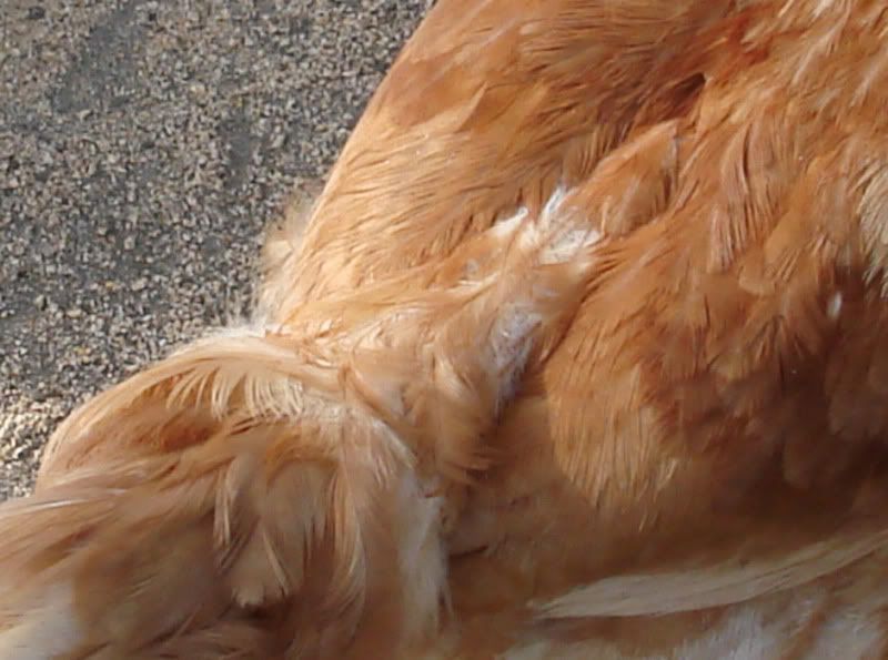 chicken5.jpg