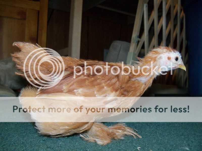 5weekchick062.jpg