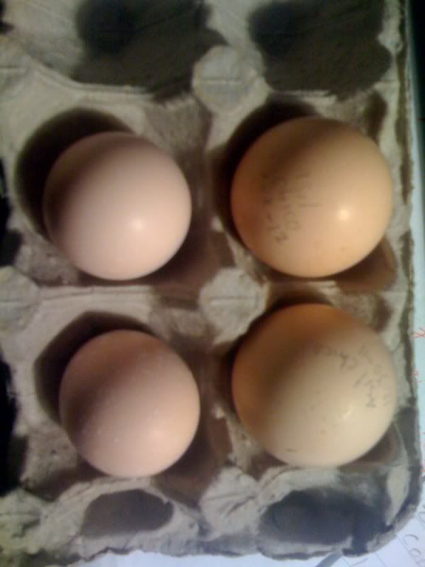 aseeleggs.jpg