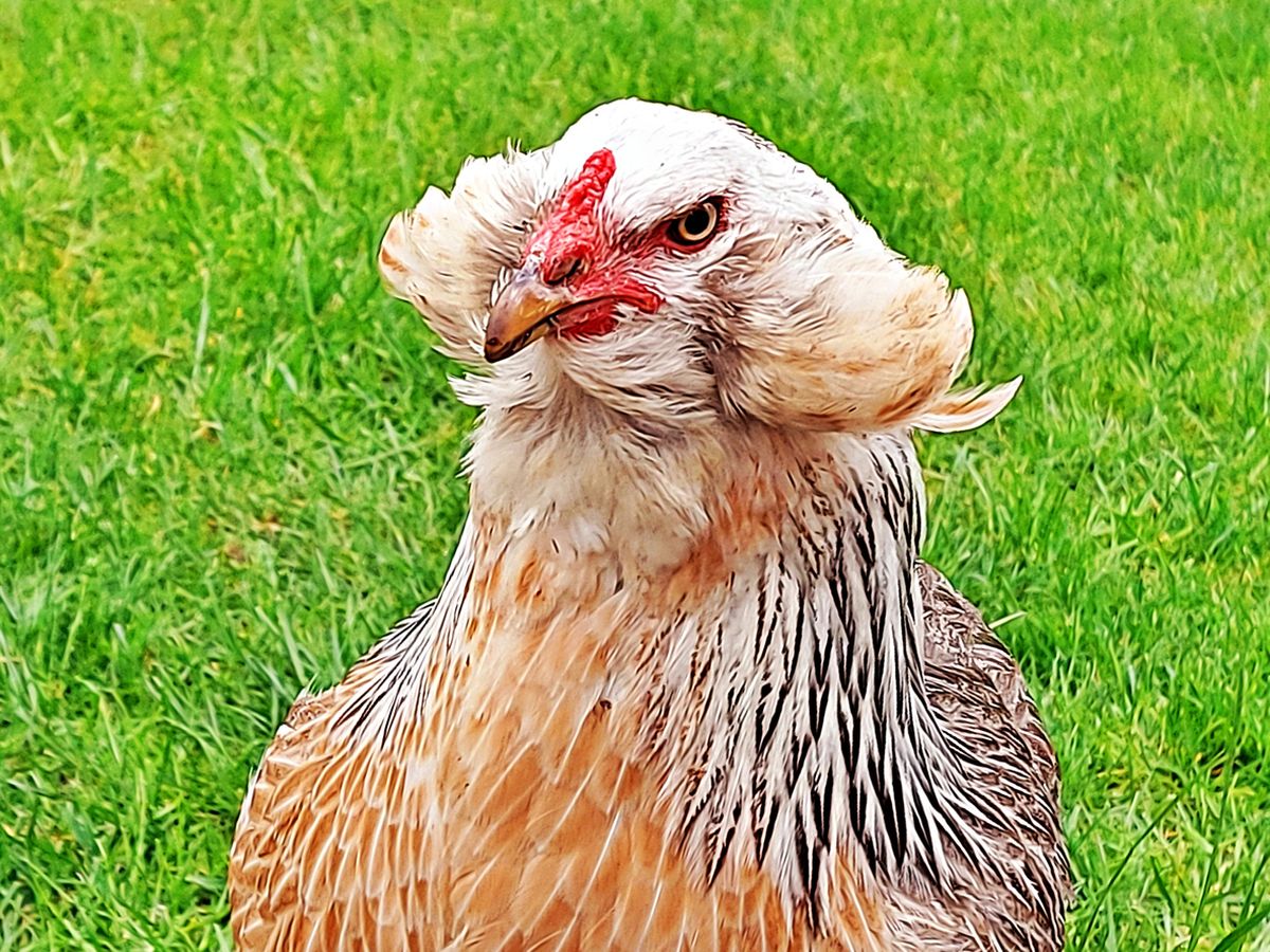 Araucana-Temperament.jpg