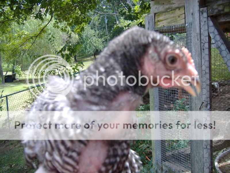 PoultryShows023.jpg