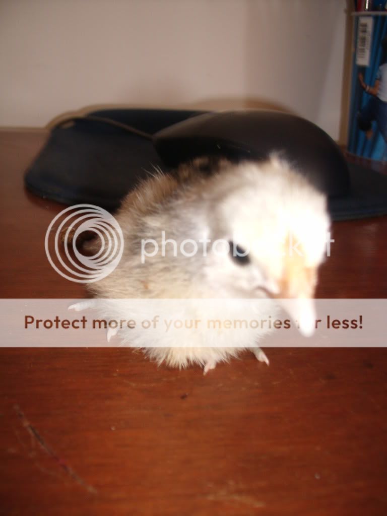 chicks016.jpg