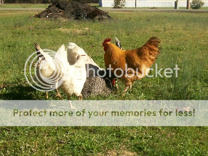 freerangechickens008.jpg