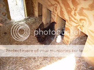 chickens006-1.jpg