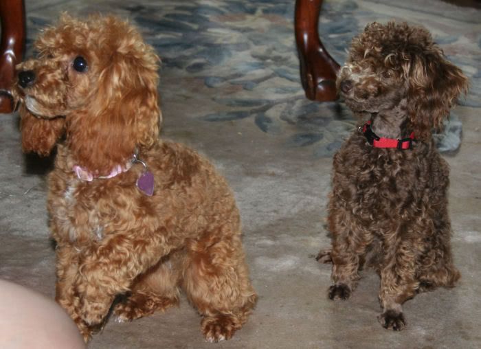 poodles.jpg