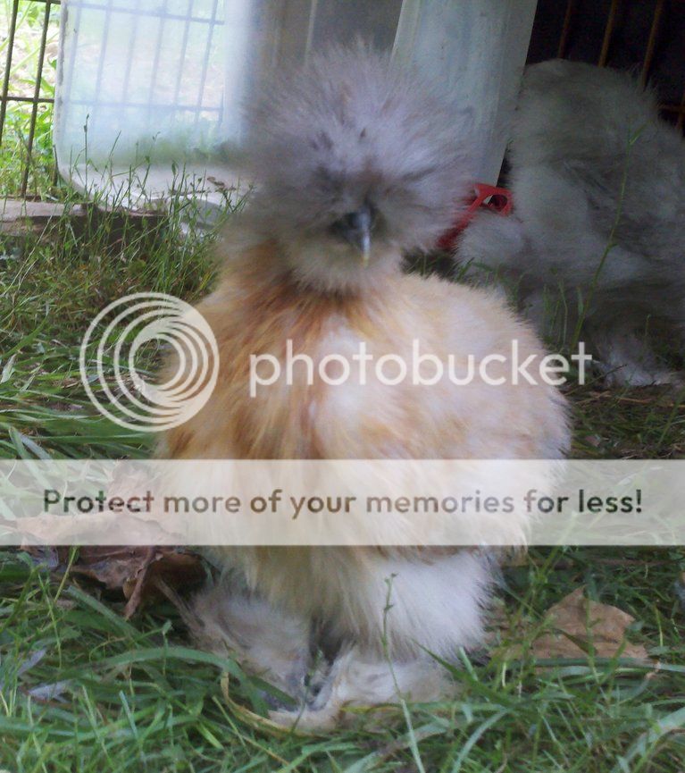 photobucket-3800-1342043103652.jpg