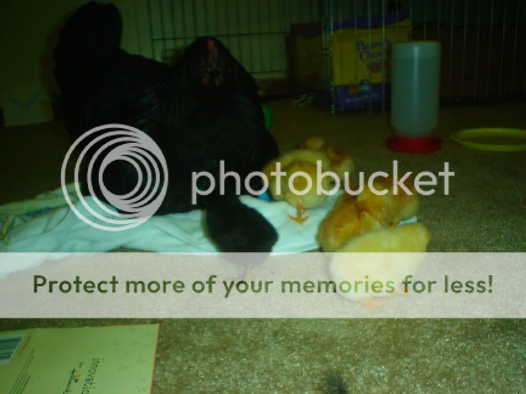 Kidswithchickens002-1.jpg
