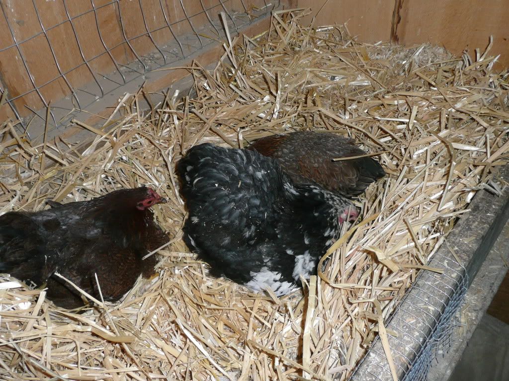mychickens055.jpg