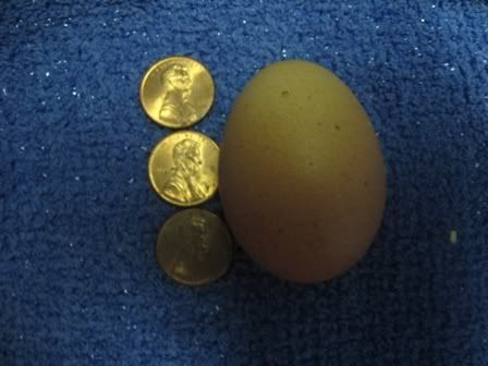 FirstEEegg.jpg