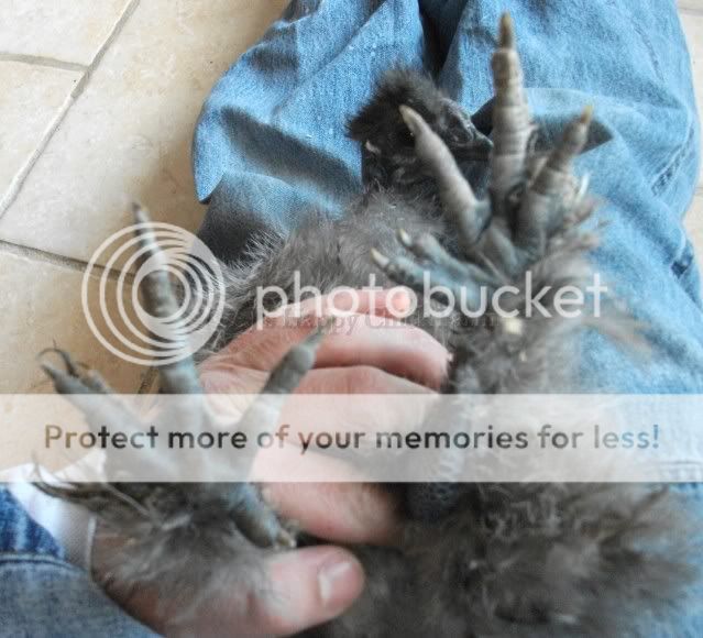 Sizzlesgpulletfeet.jpg