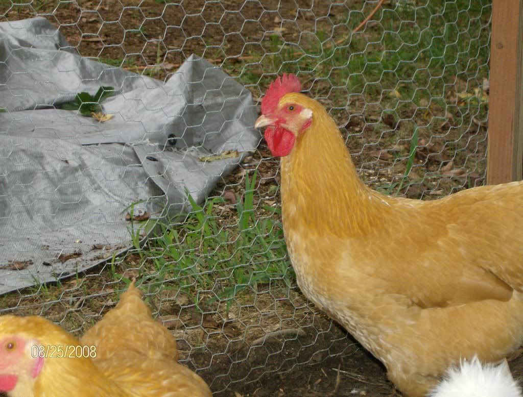 CHICKENHOUSE035.jpg
