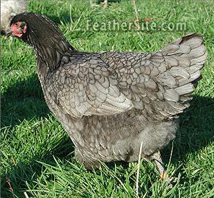 BJGBigBlueHen2002.JPEG
