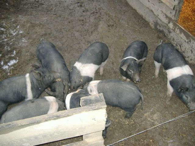 Picture010.jpg