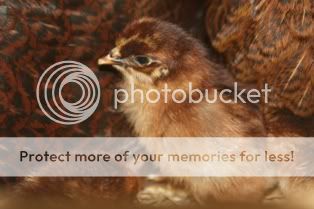 5262009chickens092.jpg