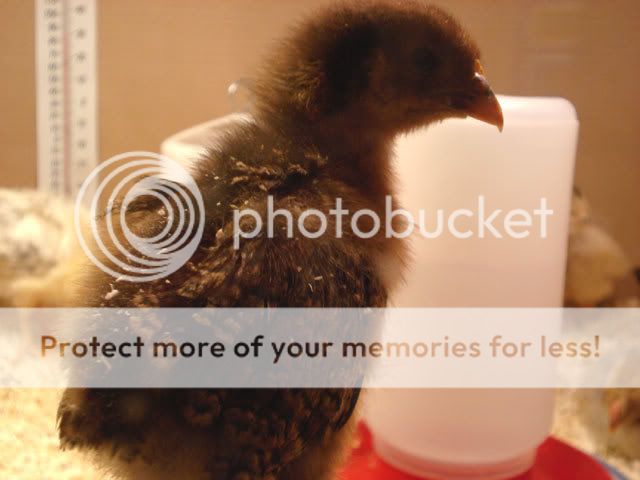 partridge.jpg