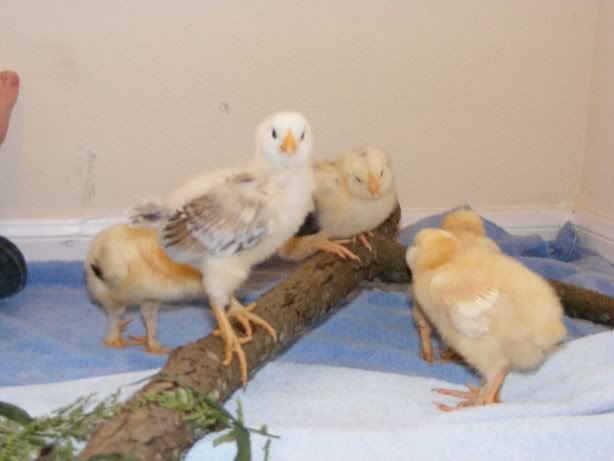 Chicks100709003.jpg