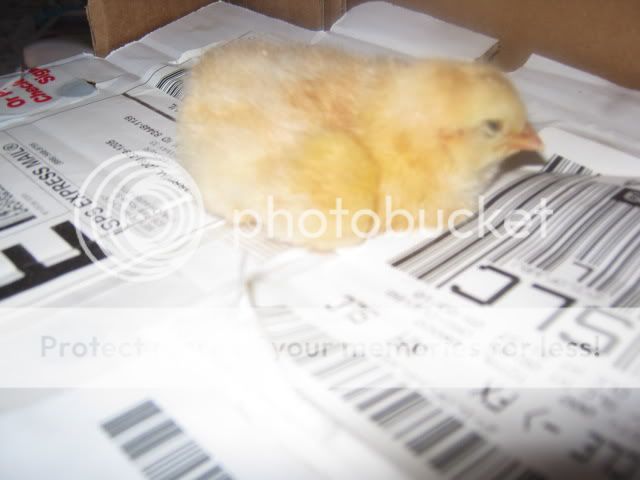 Chicks002.jpg