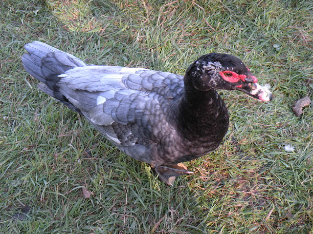 DSCN1037.jpg