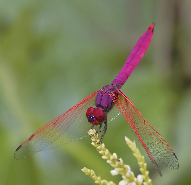 insect5228549148_4dc71dd300_z.jpg