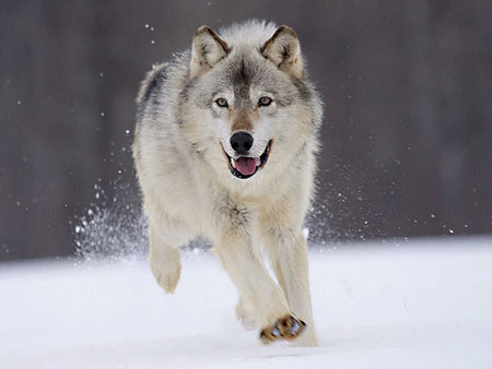 Canis%2Blupus_4.jpg